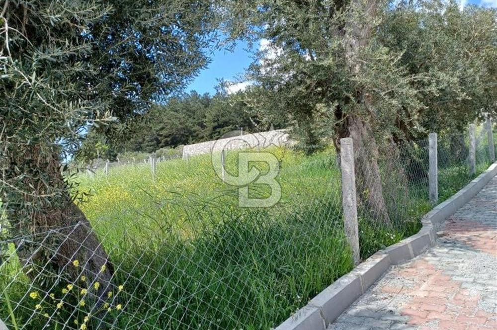 TORBALI DAĞKIZILCA'DA KAÇIRILMAZ YATIRIMLIK ZEYTİNLİK TARLA