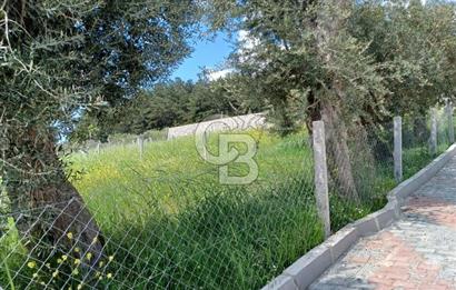 TORBALI DAĞKIZILCA'DA KAÇIRILMAZ YATIRIMLIK ZEYTİNLİK TARLA