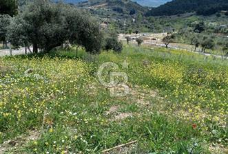 TORBALI DAĞKIZILCA'DA KAÇIRILMAZ YATIRIMLIK ZEYTİNLİK TARLA - 2 - 315907