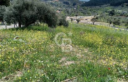 TORBALI DAĞKIZILCA'DA KAÇIRILMAZ YATIRIMLIK ZEYTİNLİK TARLA