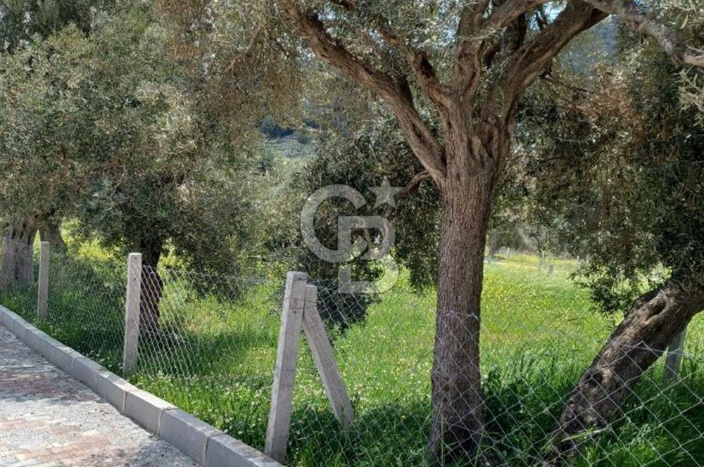 TORBALI DAĞKIZILCA'DA KAÇIRILMAZ YATIRIMLIK ZEYTİNLİK TARLA