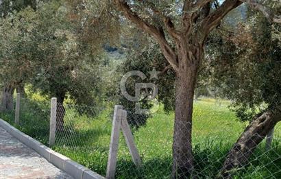 TORBALI DAĞKIZILCA'DA KAÇIRILMAZ YATIRIMLIK ZEYTİNLİK TARLA