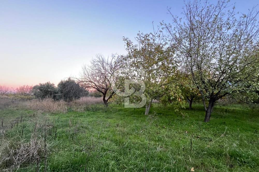 KEMALPAŞA ARMUTLU'DA YOLU OLAN TEK TAPU TARLA