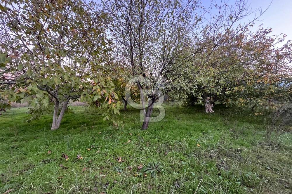 KEMALPAŞA ARMUTLU'DA YOLU OLAN TEK TAPU TARLA