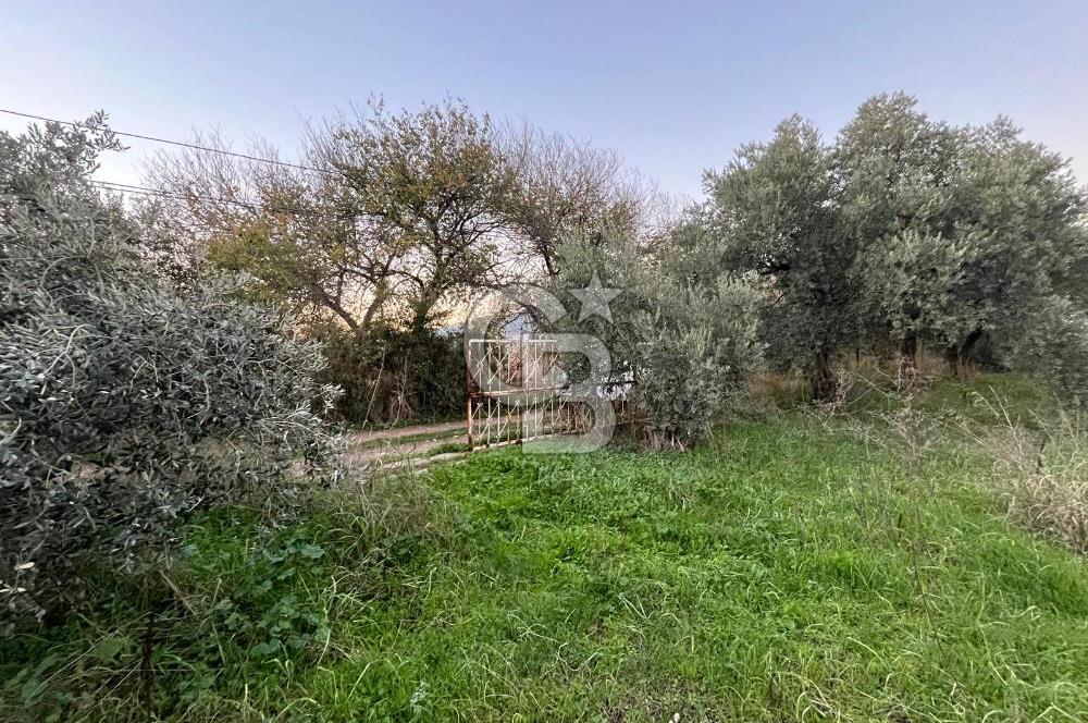 KEMALPAŞA ARMUTLU'DA YOLU OLAN TEK TAPU TARLA