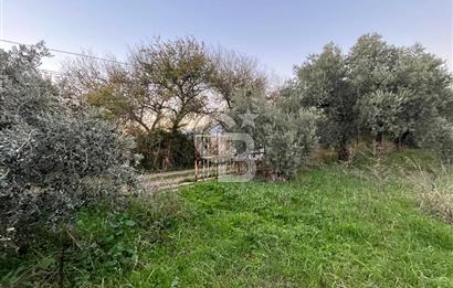 KEMALPAŞA ARMUTLU'DA YOLU OLAN TEK TAPU TARLA