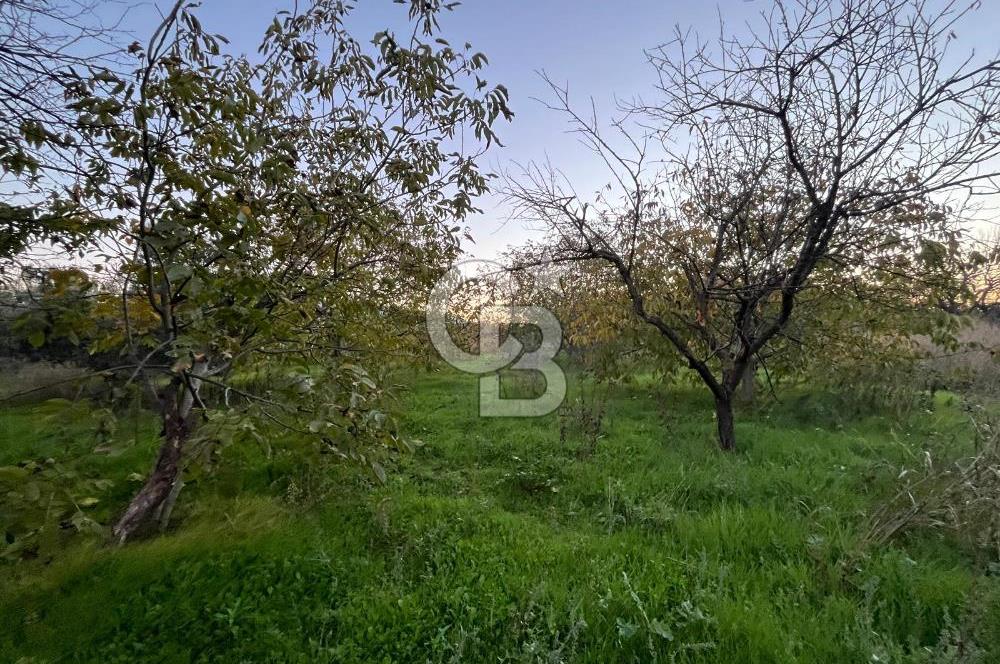 KEMALPAŞA ARMUTLU'DA YOLU OLAN TEK TAPU TARLA
