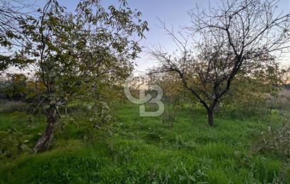 KEMALPAŞA ARMUTLU'DA YOLU OLAN TEK TAPU TARLA