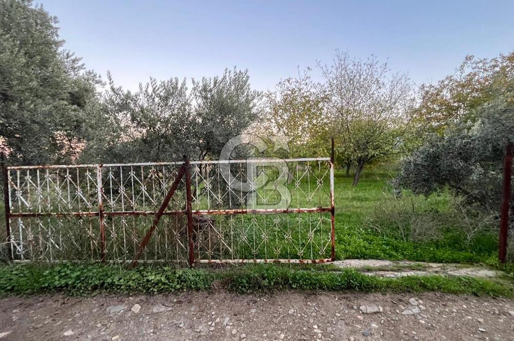 KEMALPAŞA ARMUTLU'DA YOLU OLAN TEK TAPU TARLA