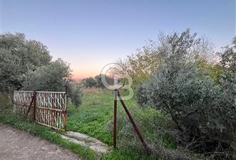 KEMALPAŞA ARMUTLU'DA YOLU OLAN TEK TAPU TARLA - 1 - 315900