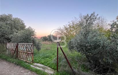 KEMALPAŞA ARMUTLU'DA YOLU OLAN TEK TAPU TARLA