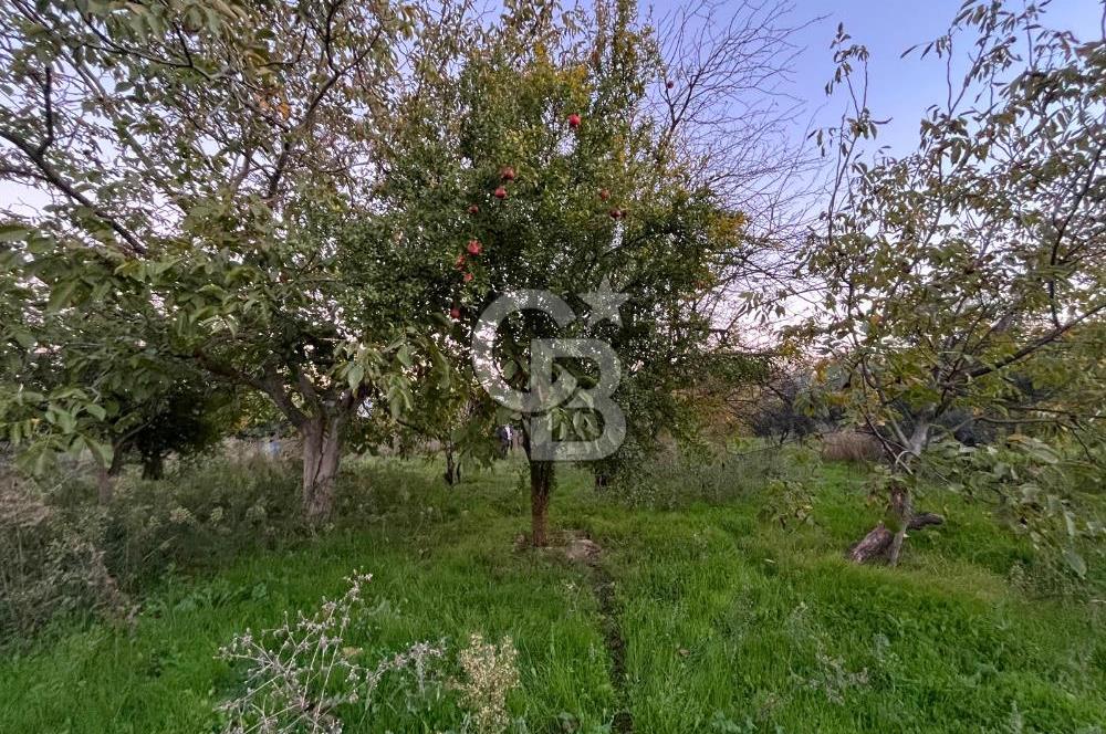 KEMALPAŞA ARMUTLU'DA YOLU OLAN TEK TAPU TARLA