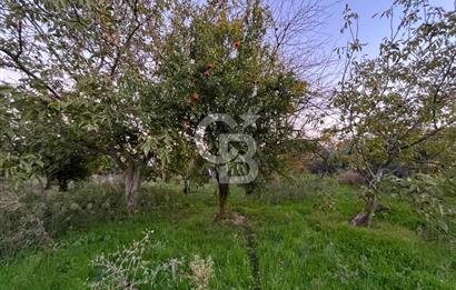 KEMALPAŞA ARMUTLU'DA YOLU OLAN TEK TAPU TARLA