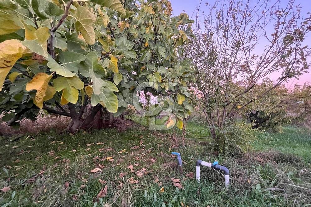 KEMALPAŞA ARMUTLU'DA YOLU OLAN TEK TAPU TARLA