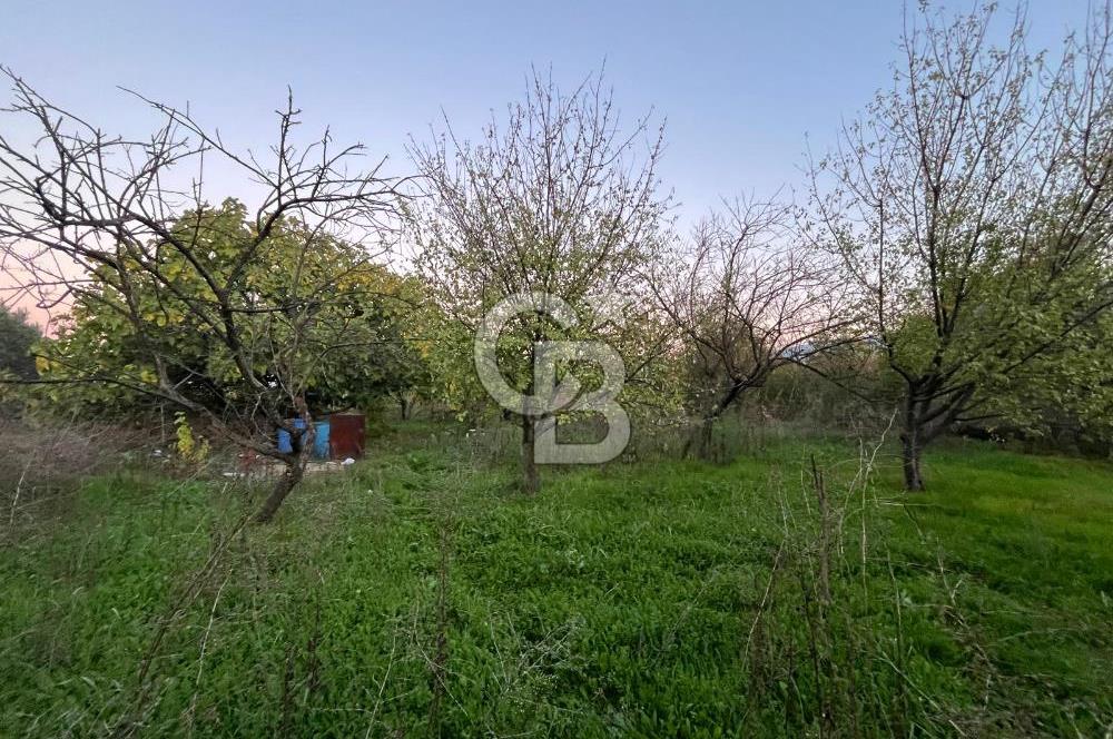 KEMALPAŞA ARMUTLU'DA YOLU OLAN TEK TAPU TARLA