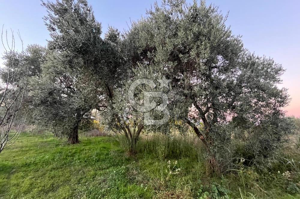 KEMALPAŞA ARMUTLU'DA YOLU OLAN TEK TAPU TARLA