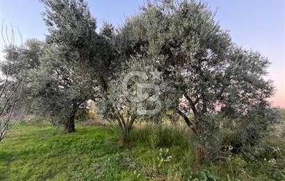 KEMALPAŞA ARMUTLU'DA YOLU OLAN TEK TAPU TARLA