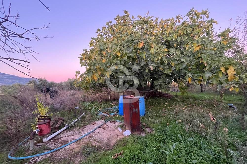 KEMALPAŞA ARMUTLU'DA YOLU OLAN TEK TAPU TARLA