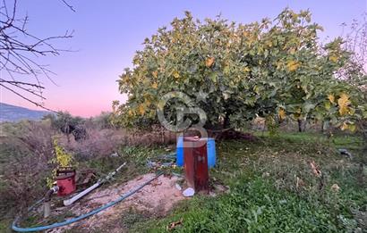 KEMALPAŞA ARMUTLU'DA YOLU OLAN TEK TAPU TARLA