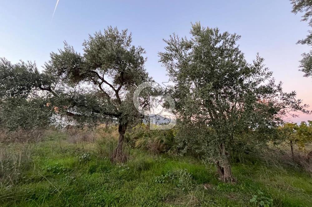 KEMALPAŞA ARMUTLU'DA YOLU OLAN TEK TAPU TARLA