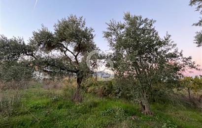 KEMALPAŞA ARMUTLU'DA YOLU OLAN TEK TAPU TARLA