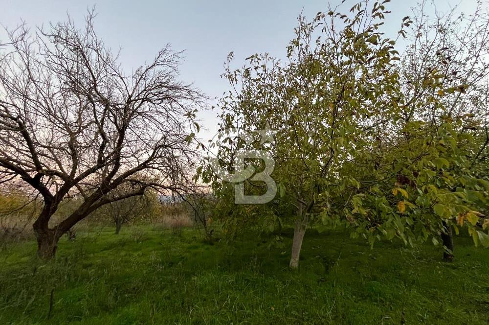 KEMALPAŞA ARMUTLU'DA YOLU OLAN TEK TAPU TARLA