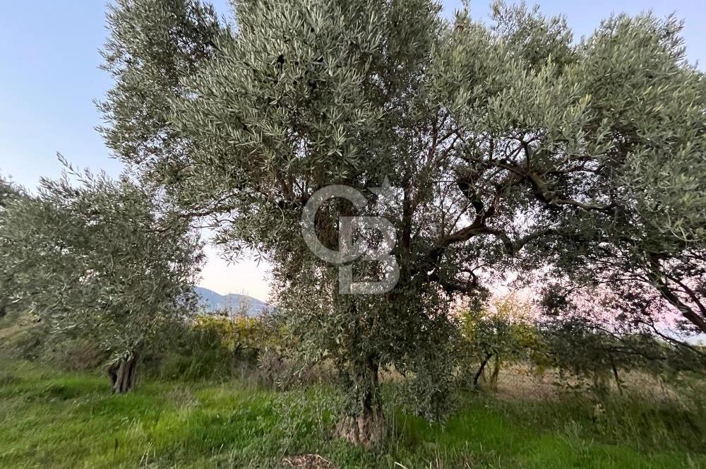 KEMALPAŞA ARMUTLU'DA YOLU OLAN TEK TAPU TARLA