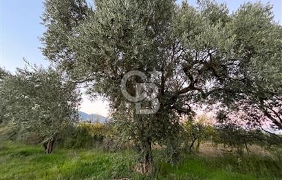 KEMALPAŞA ARMUTLU'DA YOLU OLAN TEK TAPU TARLA