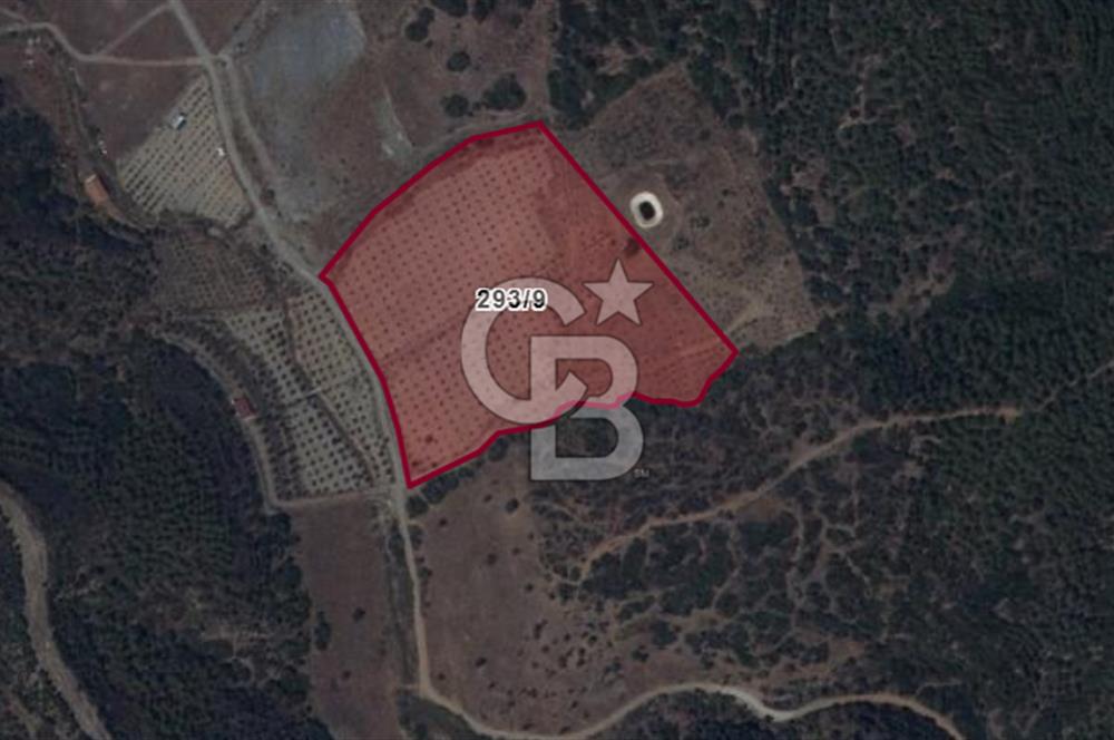 İZMİR SEFERİHİSAR ORHANLI SATILIK  MÜSTAKİL TAPULU TARLA