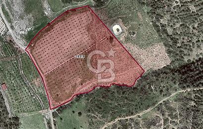 İZMİR SEFERİHİSAR ORHANLI SATILIK  MÜSTAKİL TAPULU TARLA