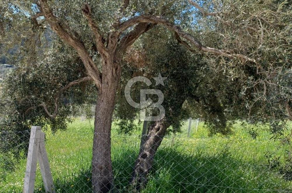 TORBALI DAĞKIZILCA'DA KAÇIRILMAZ YATIRIMLIK ZEYTİNLİK TARLA