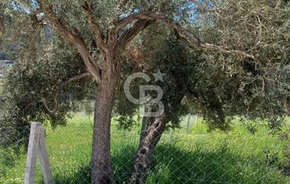 TORBALI DAĞKIZILCA'DA KAÇIRILMAZ YATIRIMLIK ZEYTİNLİK TARLA
