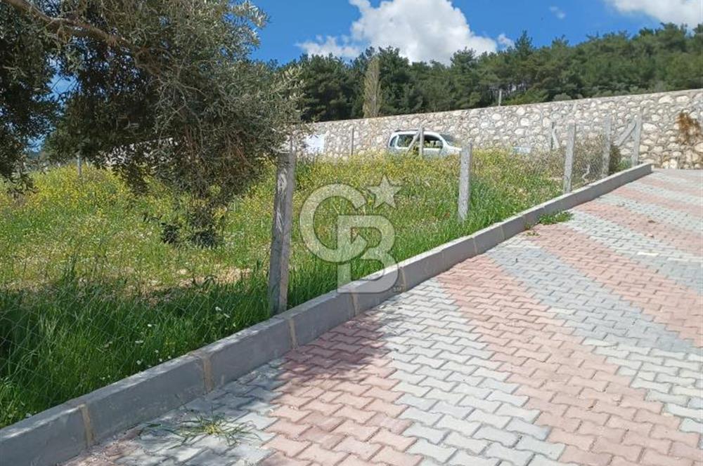 TORBALI DAĞKIZILCA'DA KAÇIRILMAZ YATIRIMLIK ZEYTİNLİK TARLA