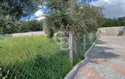 TORBALI DAĞKIZILCA'DA KAÇIRILMAZ YATIRIMLIK ZEYTİNLİK TARLA