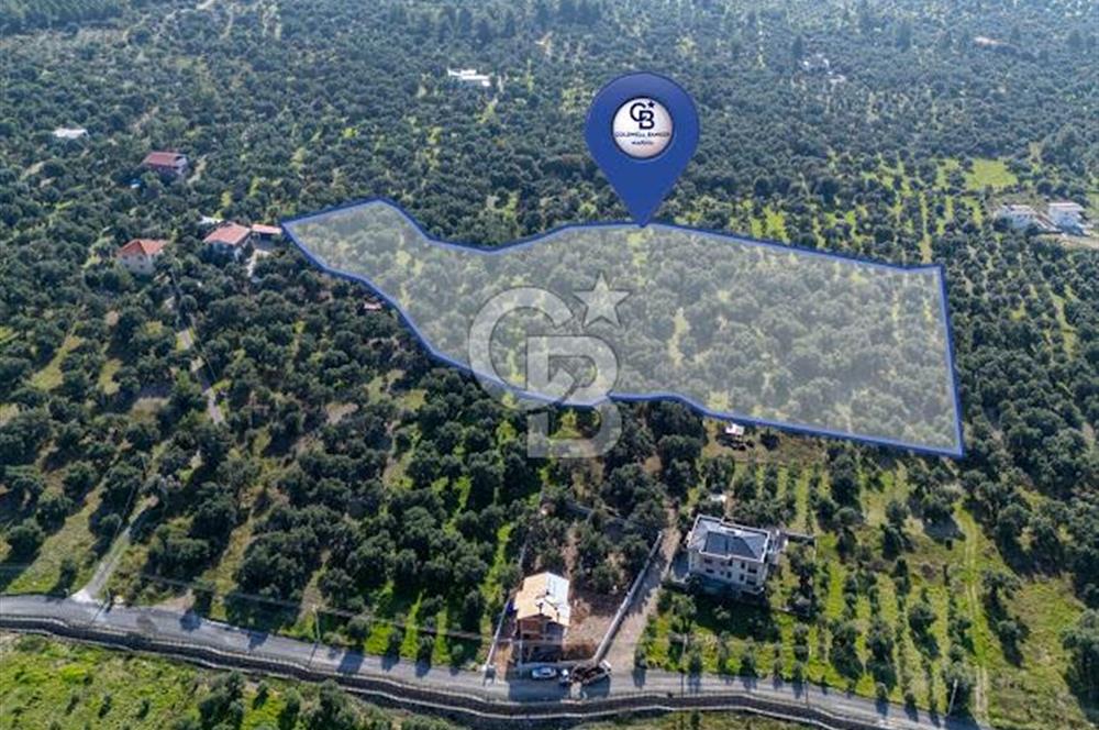 MUĞLA KÖYCEĞİZ ZEYTİNALANI MAHALLESİNDE 14 DÖNÜM ZEYTİNLİK 