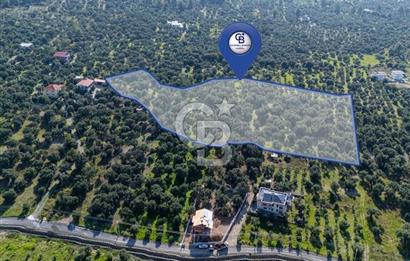 MUĞLA KÖYCEĞİZ ZEYTİNALANI MAHALLESİNDE 14 DÖNÜM ZEYTİNLİK 