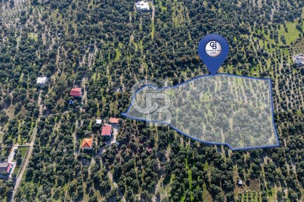 MUĞLA KÖYCEĞİZ ZEYTİNALANI MAHALLESİNDE 14 DÖNÜM ZEYTİNLİK 