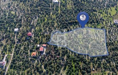 MUĞLA KÖYCEĞİZ ZEYTİNALANI MAHALLESİNDE 14 DÖNÜM ZEYTİNLİK 
