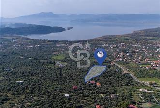 MUĞLA KÖYCEĞİZ ZEYTİNALANI MAHALLESİNDE 14 DÖNÜM ZEYTİNLİK  - 1 - 315924