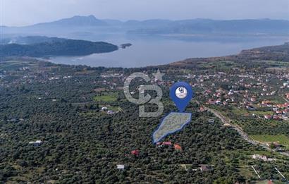 MUĞLA KÖYCEĞİZ ZEYTİNALANI MAHALLESİNDE 14 DÖNÜM ZEYTİNLİK 