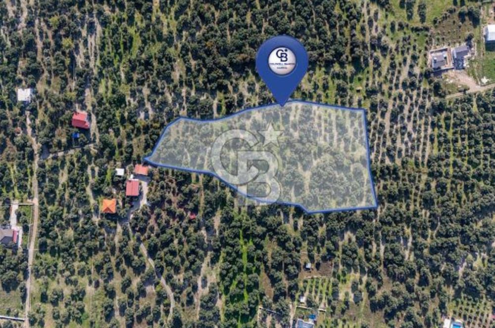 MUĞLA KÖYCEĞİZ ZEYTİNALANI MAHALLESİNDE 14 DÖNÜM ZEYTİNLİK 