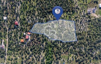 MUĞLA KÖYCEĞİZ ZEYTİNALANI MAHALLESİNDE 14 DÖNÜM ZEYTİNLİK 