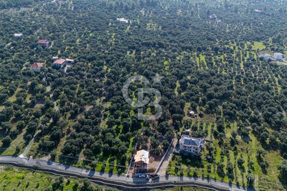 MUĞLA KÖYCEĞİZ ZEYTİNALANI MAHALLESİNDE 14 DÖNÜM ZEYTİNLİK 