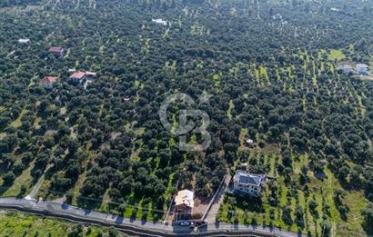 MUĞLA KÖYCEĞİZ ZEYTİNALANI MAHALLESİNDE 14 DÖNÜM ZEYTİNLİK 