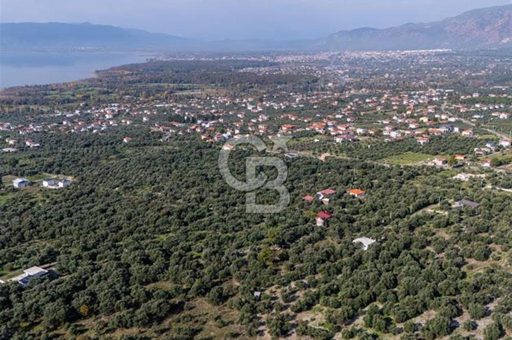 MUĞLA KÖYCEĞİZ ZEYTİNALANI MAHALLESİNDE 14 DÖNÜM ZEYTİNLİK 