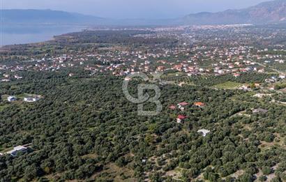 MUĞLA KÖYCEĞİZ ZEYTİNALANI MAHALLESİNDE 14 DÖNÜM ZEYTİNLİK 