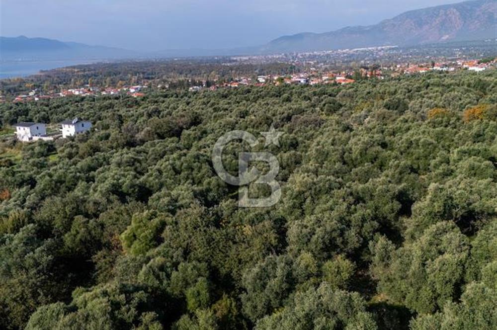 MUĞLA KÖYCEĞİZ ZEYTİNALANI MAHALLESİNDE 14 DÖNÜM ZEYTİNLİK 