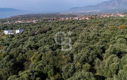 MUĞLA KÖYCEĞİZ ZEYTİNALANI MAHALLESİNDE 14 DÖNÜM ZEYTİNLİK 