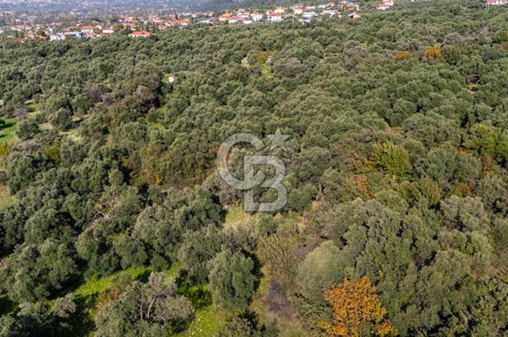 MUĞLA KÖYCEĞİZ ZEYTİNALANI MAHALLESİNDE 14 DÖNÜM ZEYTİNLİK 