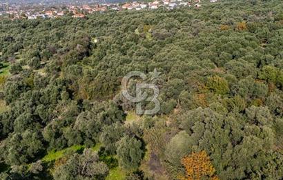 MUĞLA KÖYCEĞİZ ZEYTİNALANI MAHALLESİNDE 14 DÖNÜM ZEYTİNLİK 